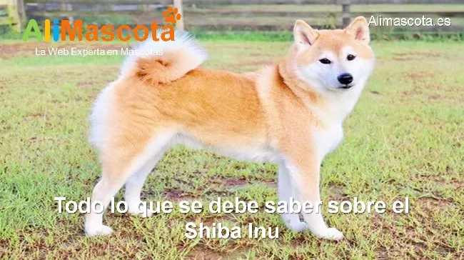 raza de perro Shiba Inu historia características salud comportamiento