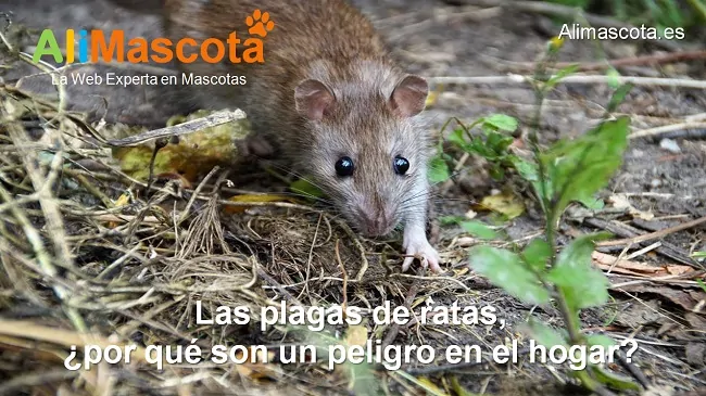 Las plagas de ratas por qué son un peligro en el