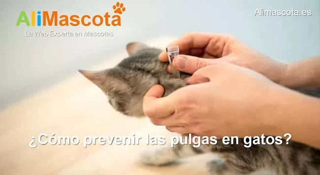 cómo prevenir las pulgas en gatos