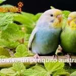 cuánto vive un periquito australiano