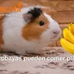 las cobayas pueden comer plátano