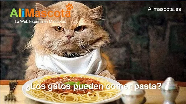 los gatos pueden comer pasta