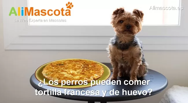 los perros pueden comer tortilla francesa y de huevo