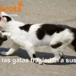 por qué las gatas trasladan a sus gatitos