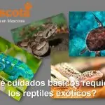 qué cuidados básicos requieren los reptiles exóticos