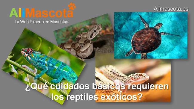 ¿Qué cuidados básicos requieren los reptiles exóticos?