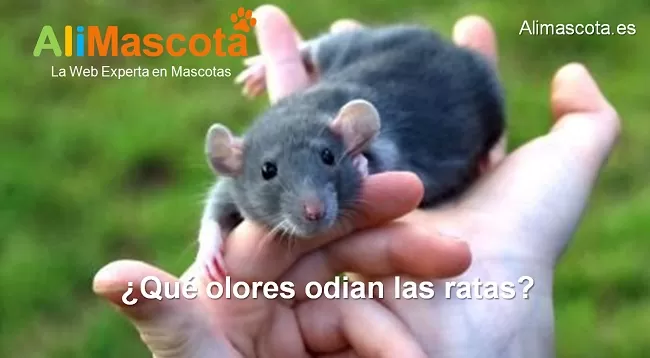 qué olores odian las ratas