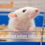 qué olores odian los ratones