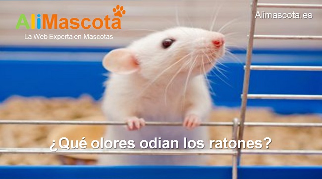 ¿Qué olores detestan los ratones?