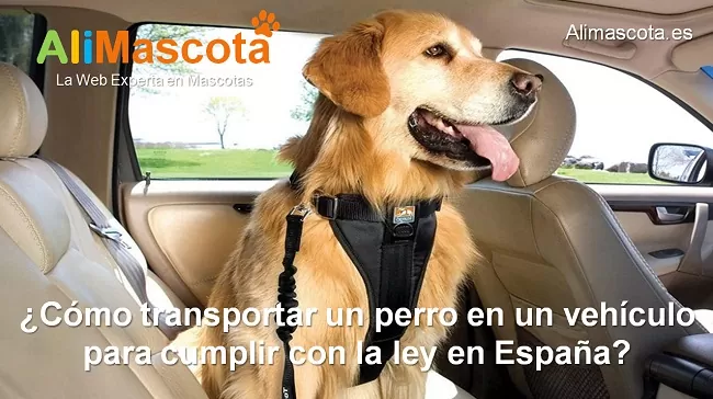 Cómo transportar un perro en un vehículo para cumplir con la ley en España