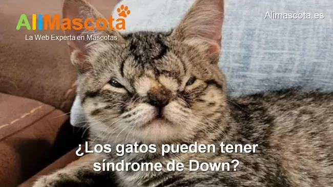 ¿Los gatos pueden tener síndrome de Down?