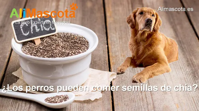 ¿Los perros pueden comer semillas de chía?