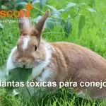 plantas tóxicas para conejos
