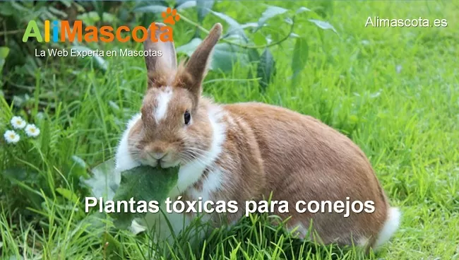 plantas tóxicas para conejos