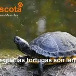 por qué las tortugas son lentas