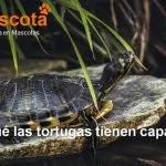 por qué las tortugas tienen caparazón