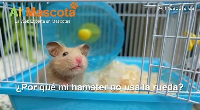 por qué mi hamster no usa la rueda
