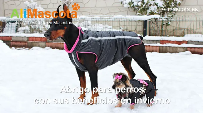 abrigo para perros con beneficios en invierno