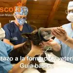 guía básica de formación veterinaria
