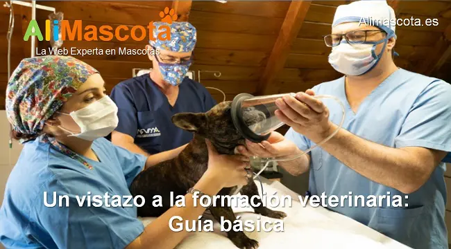 guía básica de formación veterinaria