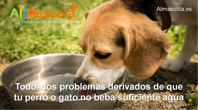 problemas derivados de que un perro o gato no beba suficiente agua