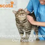 qué animales tratan los veterinarios guía básica