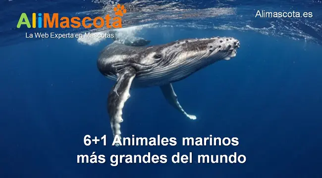 los animales marinos más grandes del mundo