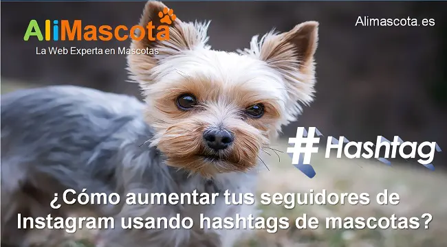 cómo aumentar tus seguidores de instagram usando hashtags de mascotas