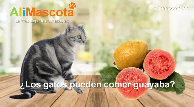 Los gatos pueden comer guayaba