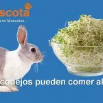 los conejos pueden comer alfalfa