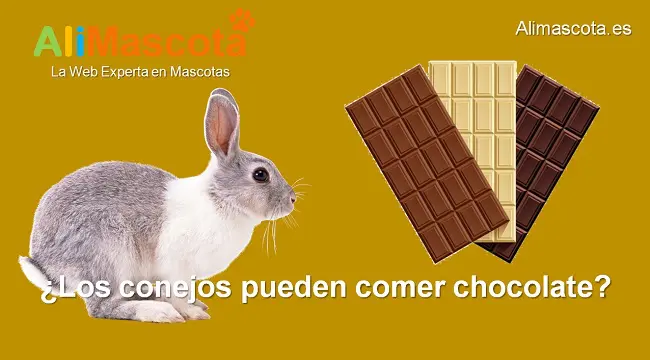 los conejos pueden comer chocolate