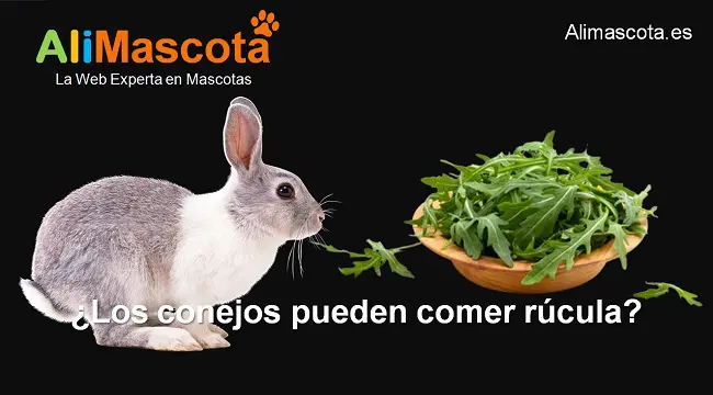 los conejos pueden comer rúcula