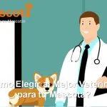 Cómo elegir al mejor veterinario para tu mascota