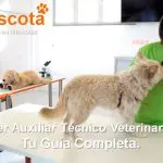 cómo ser auxiliar técnico veterinario ATV guía completa