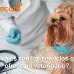 cuáles son los servicios que ofrece un veterinario