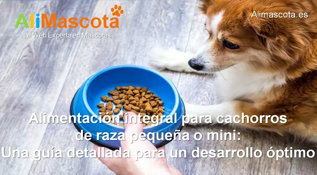 Alimentación integral para cachorros de raza pequeña o mini consejos para una buena nutrición