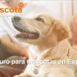 Seguro para mascotas en España