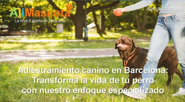 adiestramiento canino domicilio Barcelona