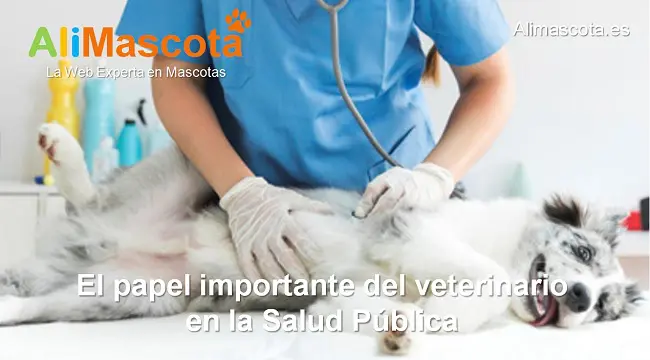 papel importante del veterinario en la salud pública
