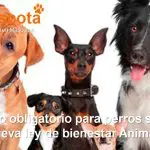 seguro obligatorio para perros según la nueva ley de bienestar animal