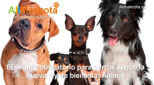 seguro obligatorio para perros según la nueva ley de bienestar animal
