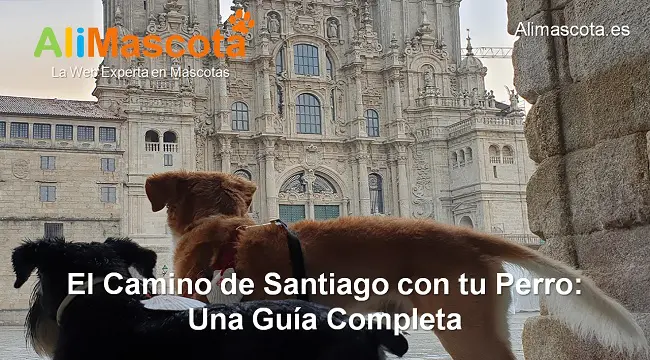 Guía completa para hacer el Camino de Santiago con un Perro