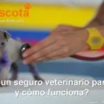 qué es un seguro veterinario para perros y cómo funciona