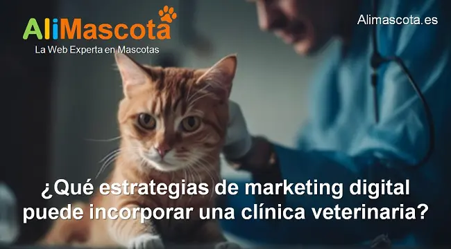 Qué estrategias de marketing digital puede incorporar una clínica veterinaria