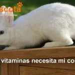 qué vitaminas necesita mi conejo