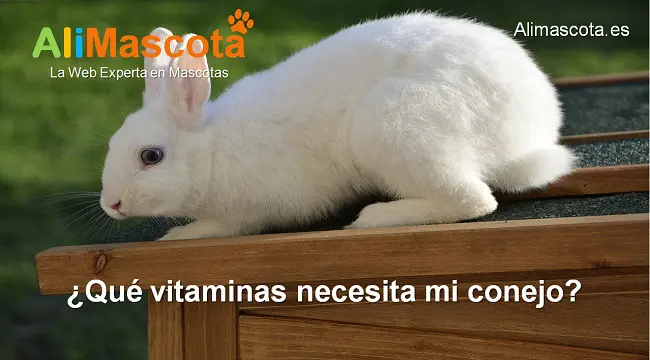 qué vitaminas necesita mi conejo