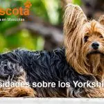 10 curiosidades sobre Yorkshire Terrier