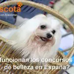 cómo funcionan los concursos caninos de belleza en España