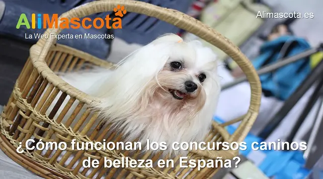 cómo funcionan los concursos caninos de belleza en España