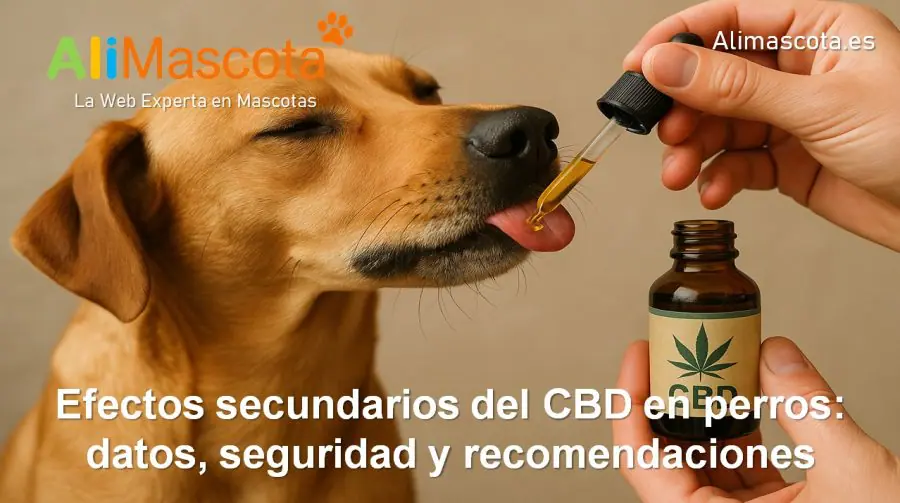 Efectos secundarios del CBD en perros